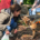 Adoptantentreff Zorro Dogsavior Mai26 1 Beitragsbild
