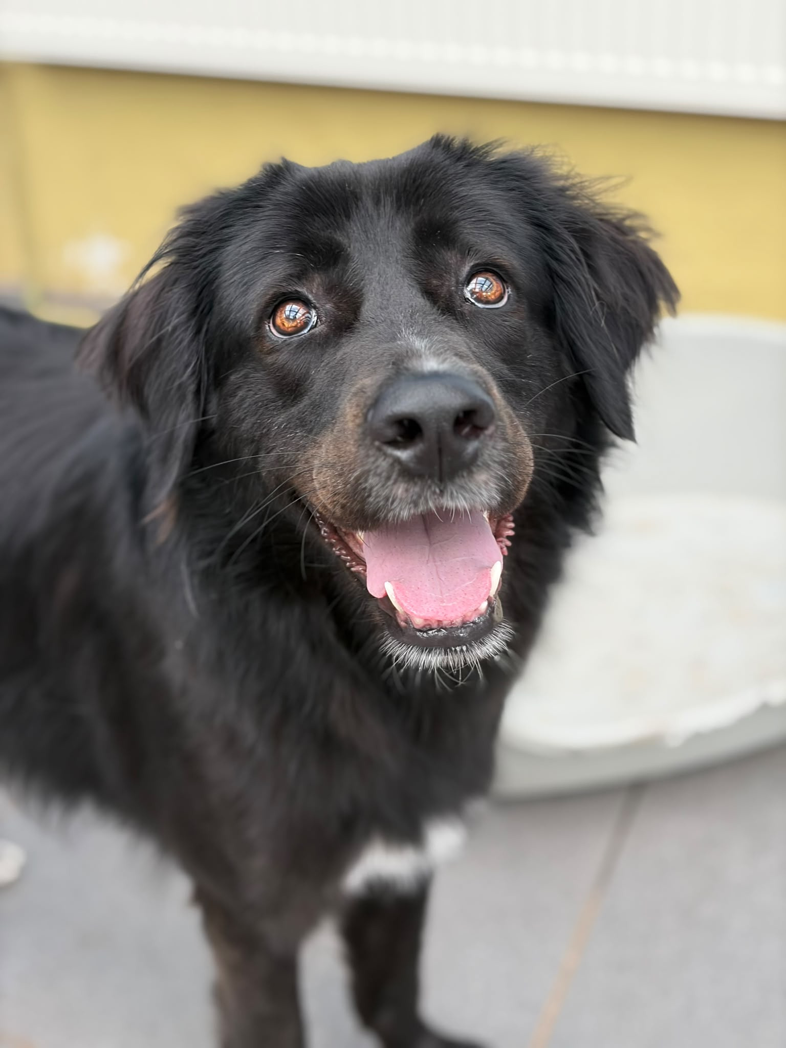 Bobbo Zorro Dogsavior Jun26 1