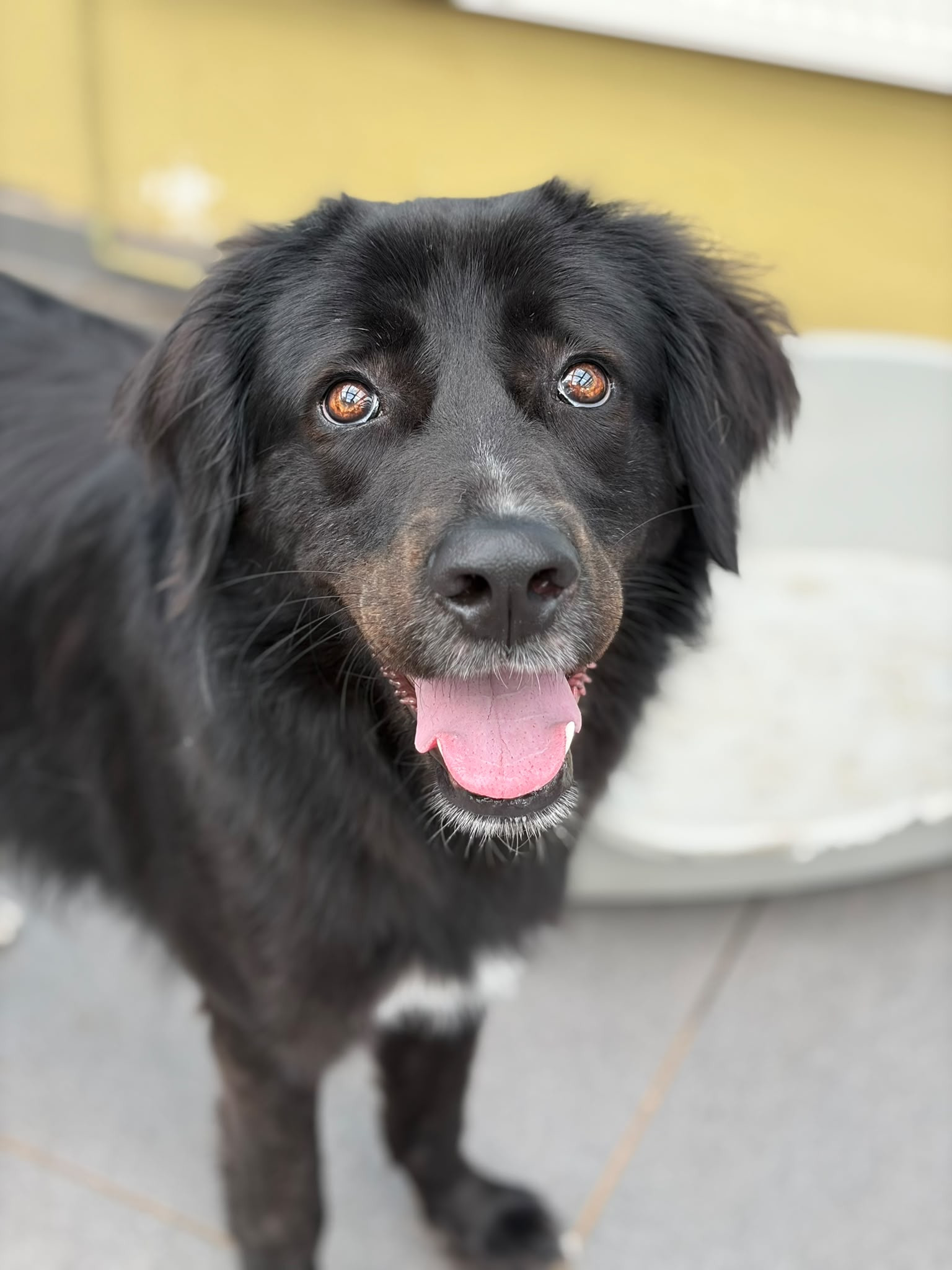Bobbo Zorro Dogsavior Jun26 2