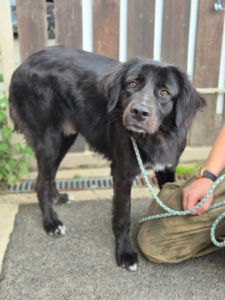 Bobbo Zorro Dogsavior Jun26 3