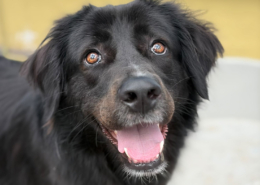 Bobbo Zorro Dogsavior Jun26 Beitragsbild
