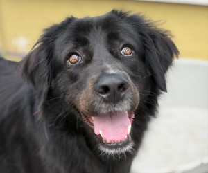 Bobbo Zorro Dogsavior Jun26 Beitragsbild