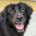 Bobbo Zorro Dogsavior Jun26 Beitragsbild