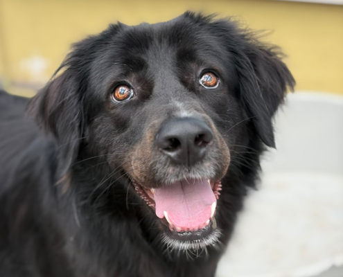 Bobbo Zorro Dogsavior Jun26 Beitragsbild