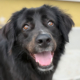 Bobbo Zorro Dogsavior Jun26 Beitragsbild