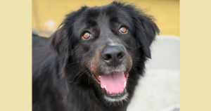 Bobbo Zorro Dogsavior Jun26 Social Media