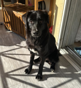 Bobbo Zorro Dogsavior Mai26 1