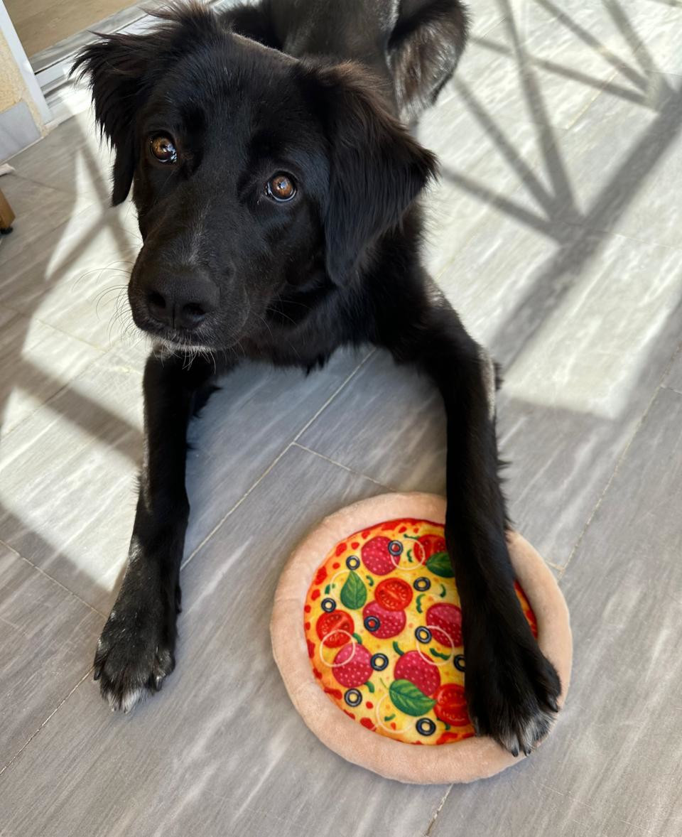 Bobbo Zorro Dogsavior Mai26 2