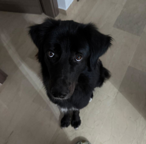Bobbo Zorro Dogsavior Mai26 3