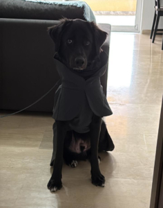 Bobbo Zorro Dogsavior Mai26 4