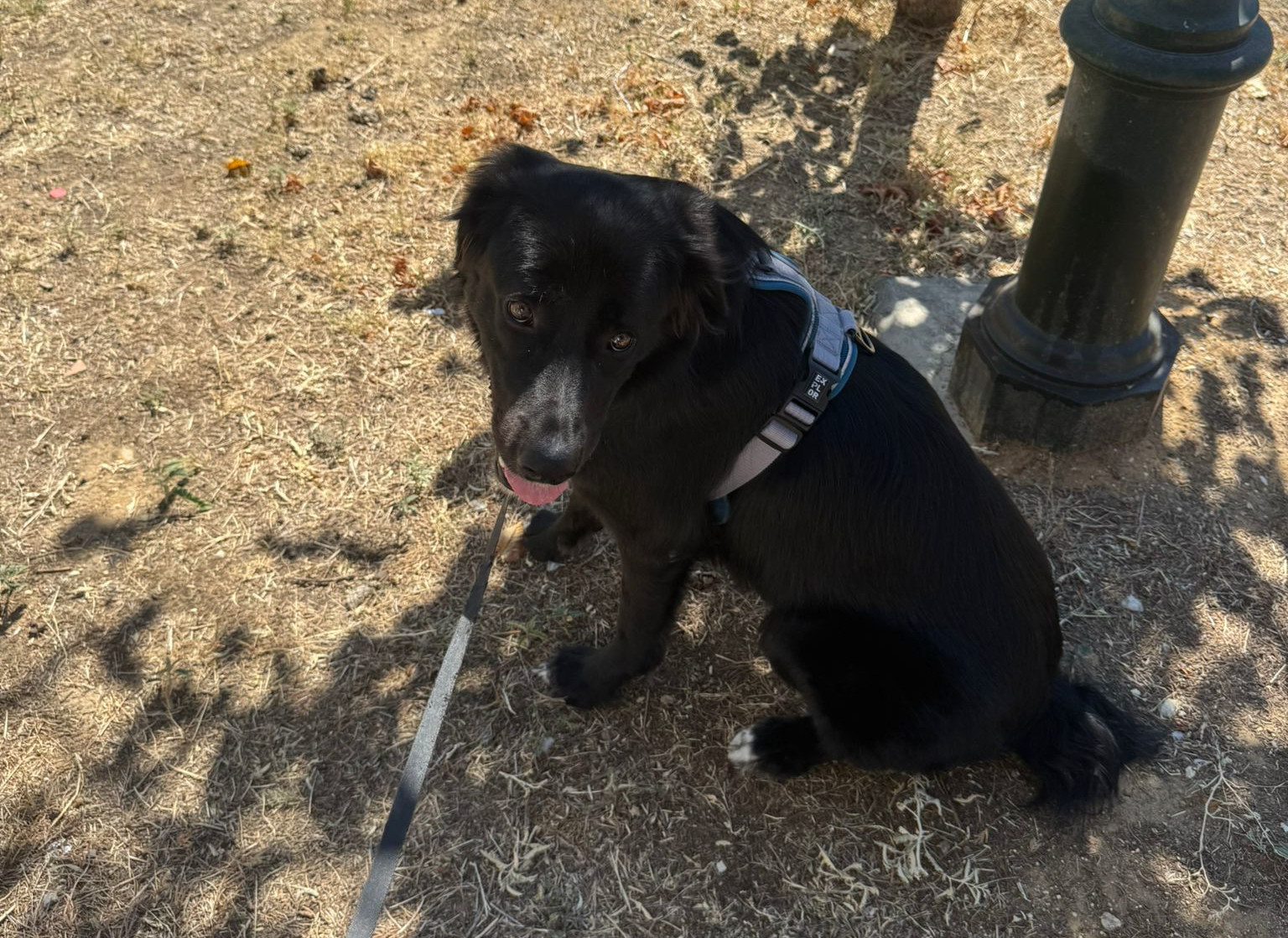 Bobbo Zorro Dogsavior Mai26 5