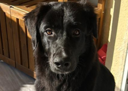 Bobbo Zorro Dogsavior Mai26 Beitragsbild