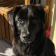 Bobbo Zorro Dogsavior Mai26 Beitragsbild