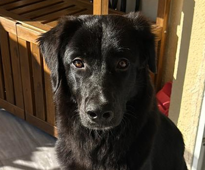 Bobbo Zorro Dogsavior Mai26 Beitragsbild