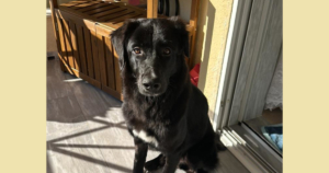 Bobbo Zorro Dogsavior Mai26 Social Media