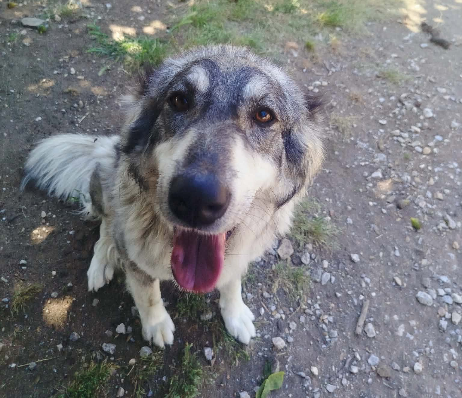 Chara Zorro Dogsavior Aug26 1
