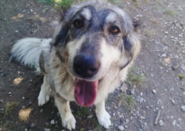 Chara Zorro Dogsavior Aug26 Beitragsbild