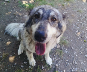 Chara Zorro Dogsavior Aug26 Beitragsbild