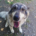 Chara Zorro Dogsavior Aug26 Beitragsbild