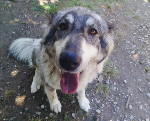 Chara Zorro Dogsavior Aug26 Beitragsbild
