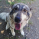 Chara Zorro Dogsavior Aug26 Beitragsbild