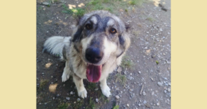 Chara Zorro Dogsavior Aug26 Social Media