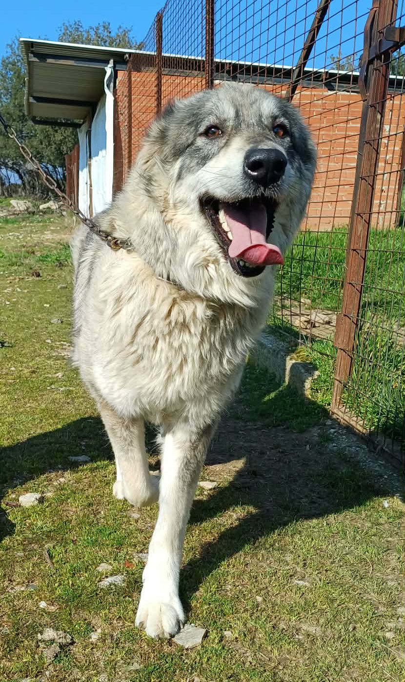 Chara Zorro Dogsavior Mai26 1