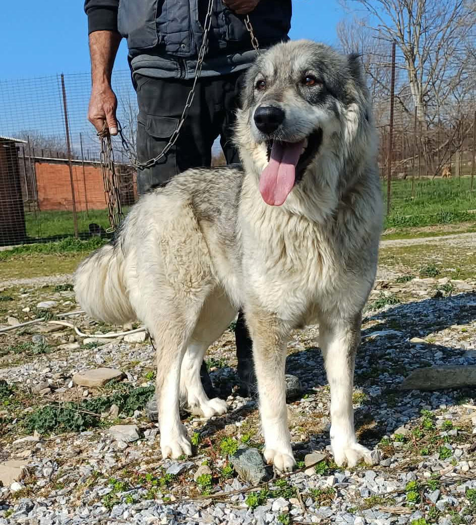 Chara Zorro Dogsavior Mai26 2