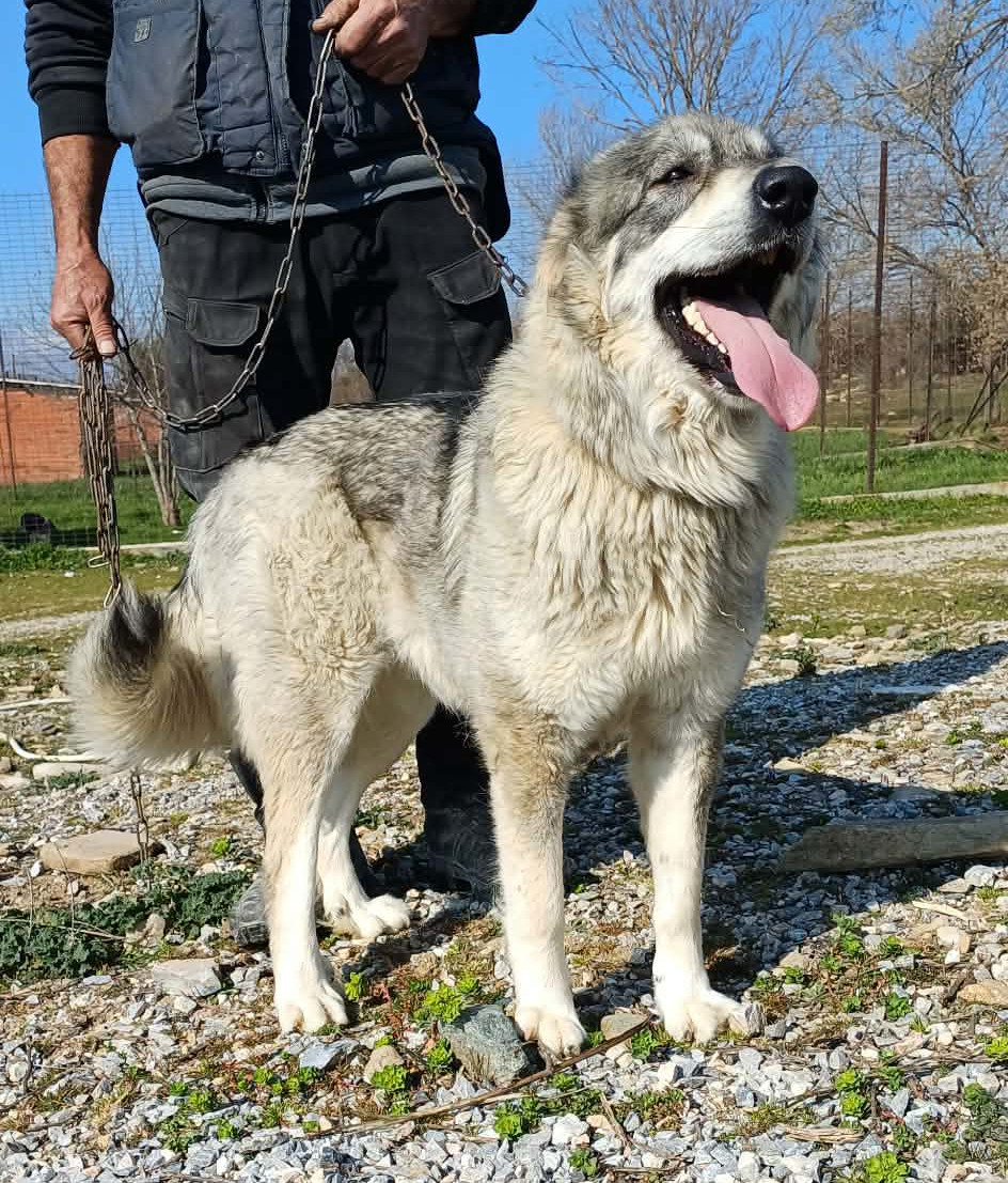 Chara Zorro Dogsavior Mai26 3