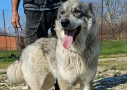 Chara Zorro Dogsavior Mai26 Beitragsbild