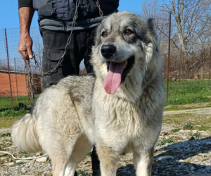 Chara Zorro Dogsavior Mai26 Beitragsbild