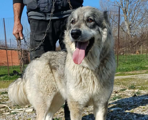 Chara Zorro Dogsavior Mai26 Beitragsbild