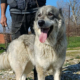 Chara Zorro Dogsavior Mai26 Beitragsbild