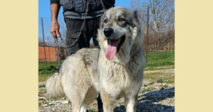 Chara Zorro Dogsavior Mai26 Social Media