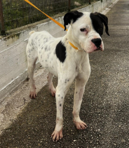 Der weiße Hund mit den schwarzen Punkten, namens Domino steht angeleint auf einer Straße