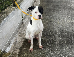 Der weiße Hund mit den schwarzen Punkten, namens Domino steht angeleint auf einer Straße