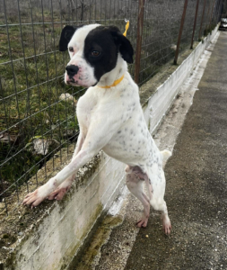 Der weiße Hund mit den schwarzen Punkten, namens Domino steht angeleint auf einer Straße