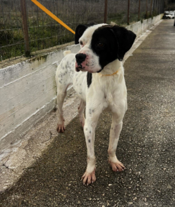 Der weiße Hund mit den schwarzen Punkten, namens Domino steht angeleint auf einer Straße