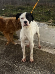 Der weiße Hund mit den schwarzen Punkten, namens Domino steht angeleint auf einer Straße