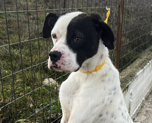 Der weiße Hund mit den schwarzen Punkten, namens Domino sitzt angeleint auf einer Straße