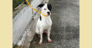 Der weiße Hund mit den schwarzen Punkten, namens Domino sitzt angeleint auf einer Straße