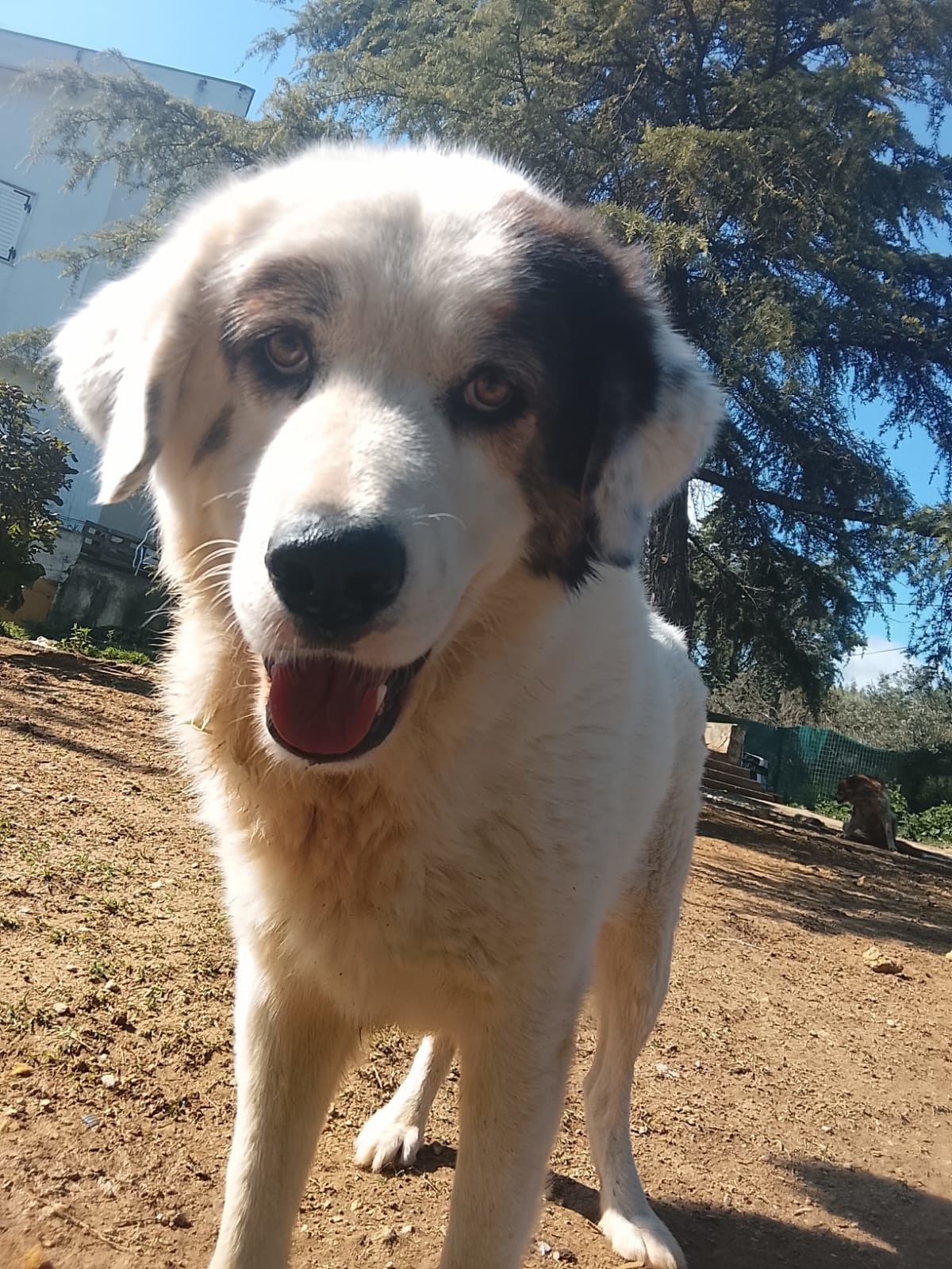 Goran Zorro Dogsavior Mai26 1
