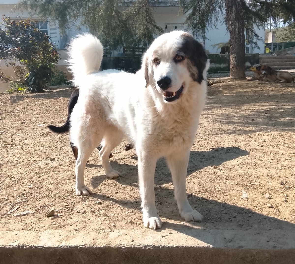 Goran Zorro Dogsavior Mai26 2