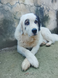 Goran Zorro Dogsavior Mai26 3