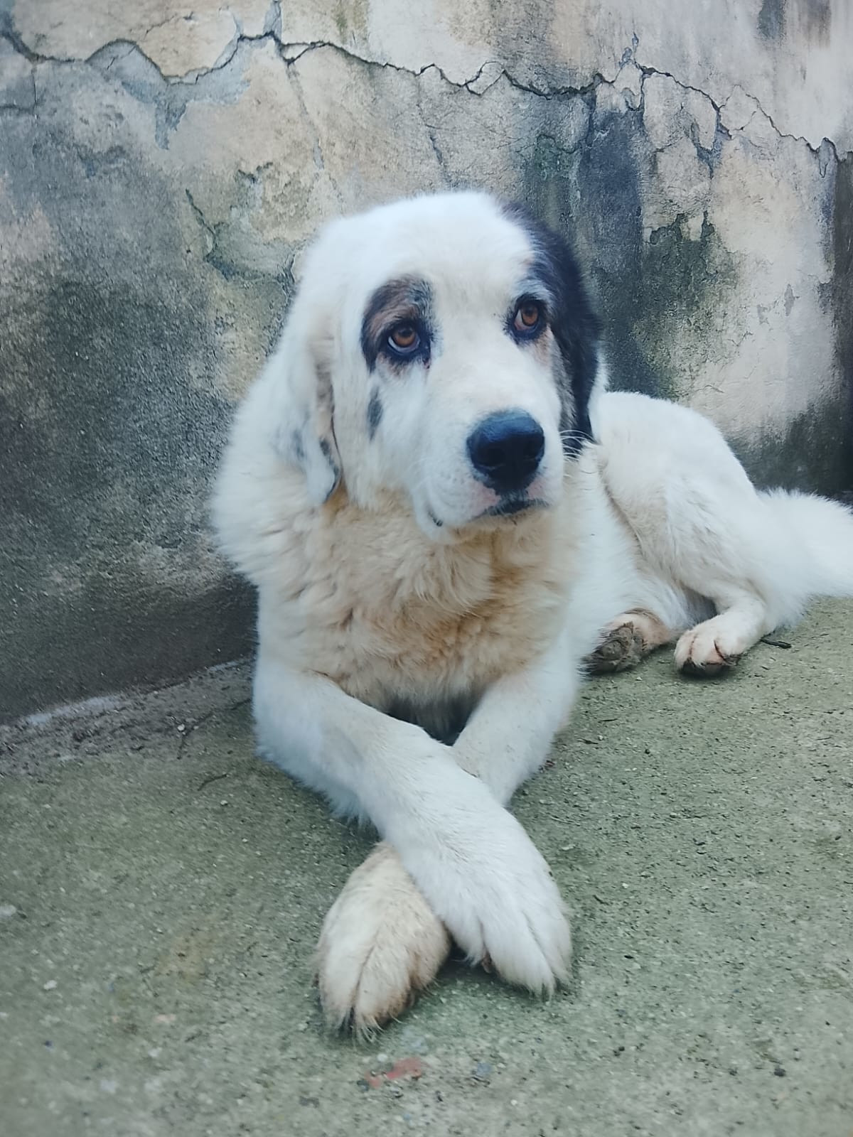 Goran Zorro Dogsavior Mai26 3
