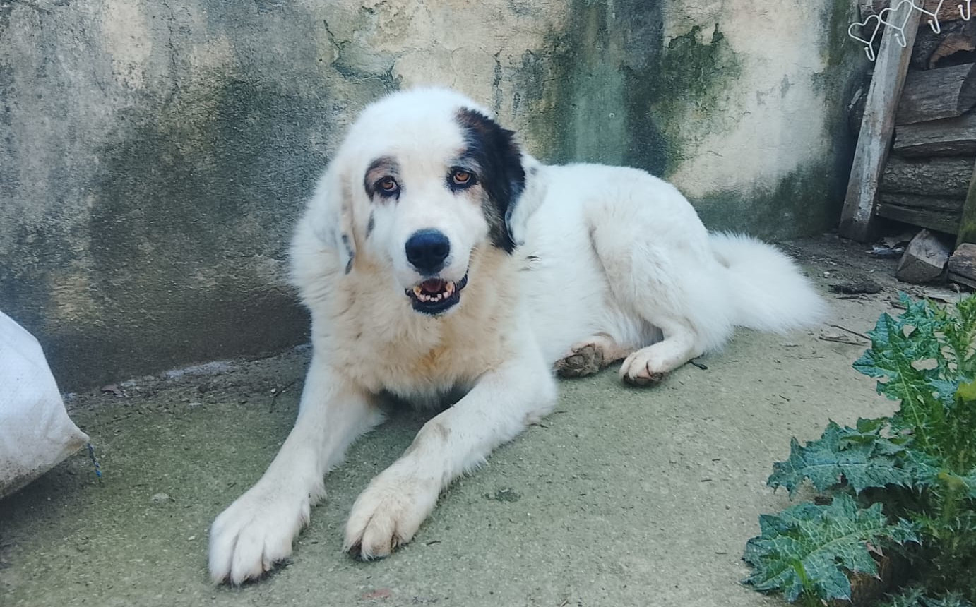 Goran Zorro Dogsavior Mai26 4