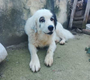 Goran Zorro Dogsavior Mai26 5