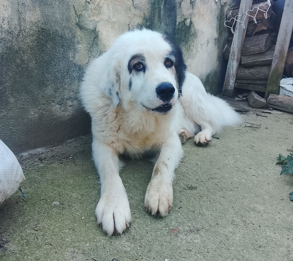 Goran Zorro Dogsavior Mai26 5