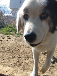 Goran Zorro Dogsavior Mai26 6
