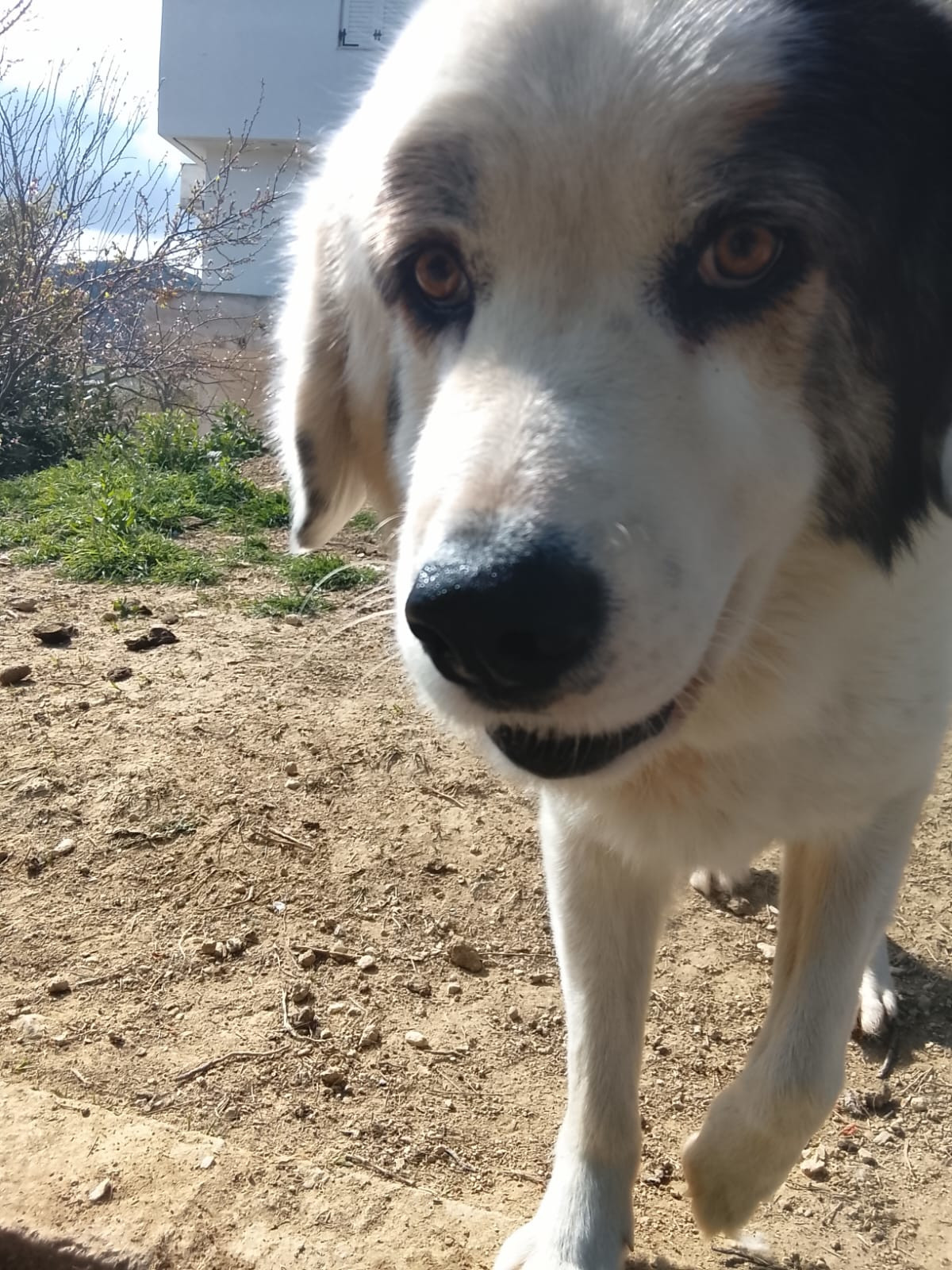 Goran Zorro Dogsavior Mai26 6